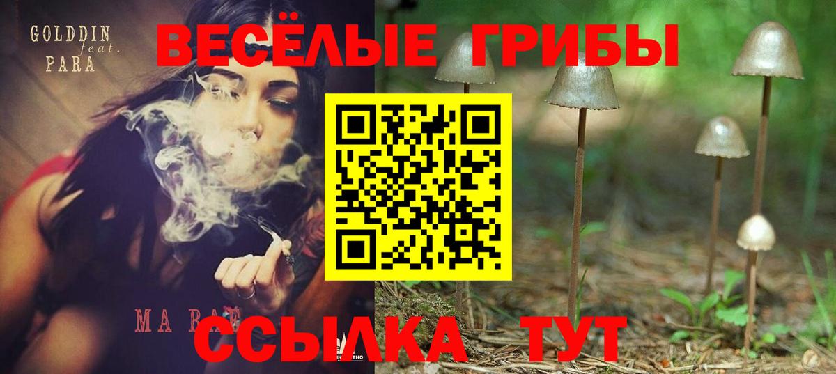 Псилоцибиновые грибы Cubensis Дивногорск